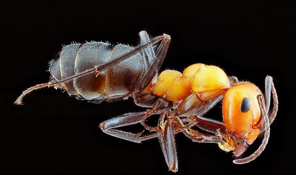 Ant Control service in Homestead, FL