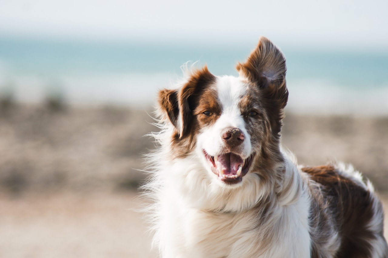 Flea & Tick Control service in Homestead, FL