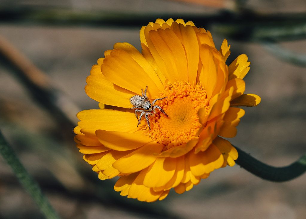 Spider Control service in Homestead, FL
